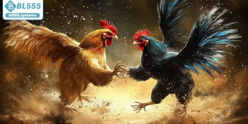 Bí quyết đá gà nòi từ kinh nghiệm của các sư kê Bí quyết đá gà nòi từ kinh nghiệm của các sư kê